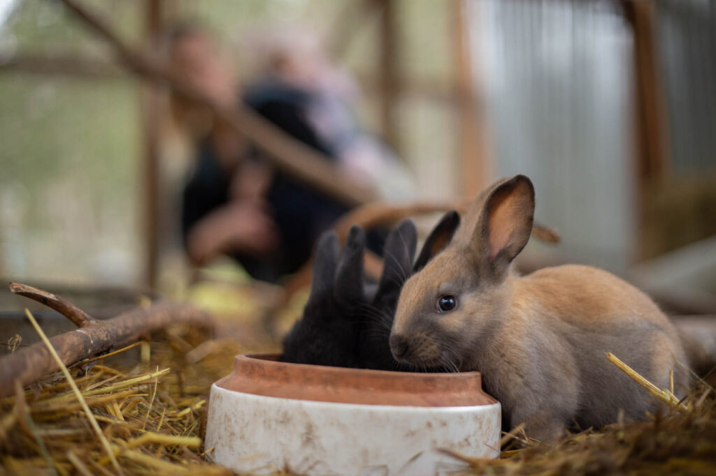 Baby bunnies eating together in an open enclosure.
