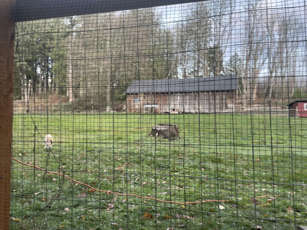 A metal "wall" for our bunny colony enclosure which includes small cattle panels and metal hardware cloth overlayed in two layers.