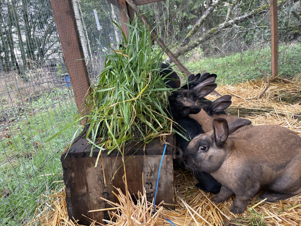 A group of bunnies enjoying some fresh grass inside of their open air enclosure.
